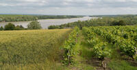 Savennières  vineyard and AOC (controlled designation of origin)
